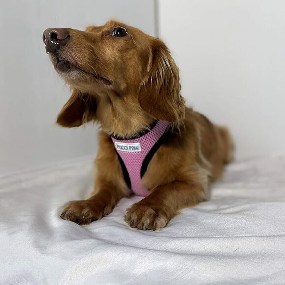Pucci Paw XL Pink Padded Mesh Dog Harness: Comfortable And Secure - Picture 1 of 8